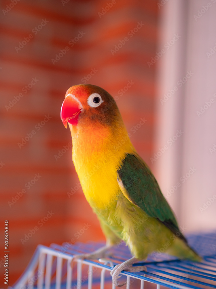 Naklejka premium Green and yellow lovebird outside his cage