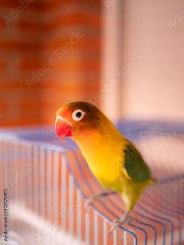 Portrait of a domestic lovebird outside his cage