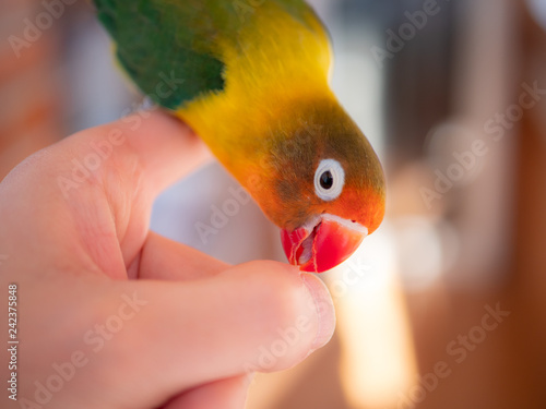 Beauty lovebird bitting the finger