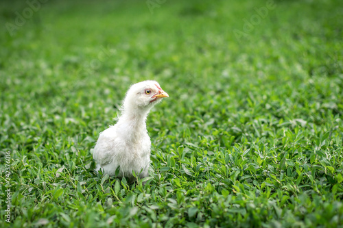 Little chicken in the grass © Alex