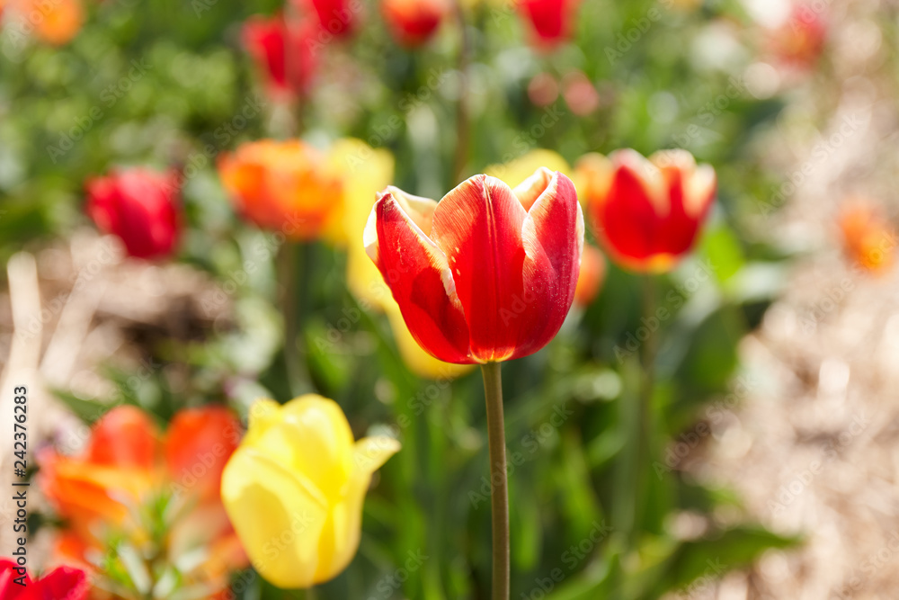 Blooming tulips at the plantation. Breeding of tulips for bulbs Blooming tulips at the plantation. Breeding of tulips for bulbs