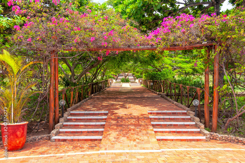 Zanzibar tropical vegetation - Dongwe - Indian ocean - Africa photo