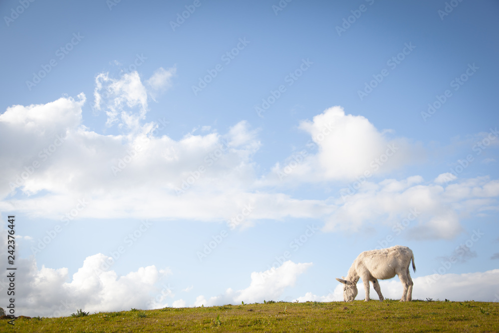 Fototapeta premium Donkey Grazing in a Field