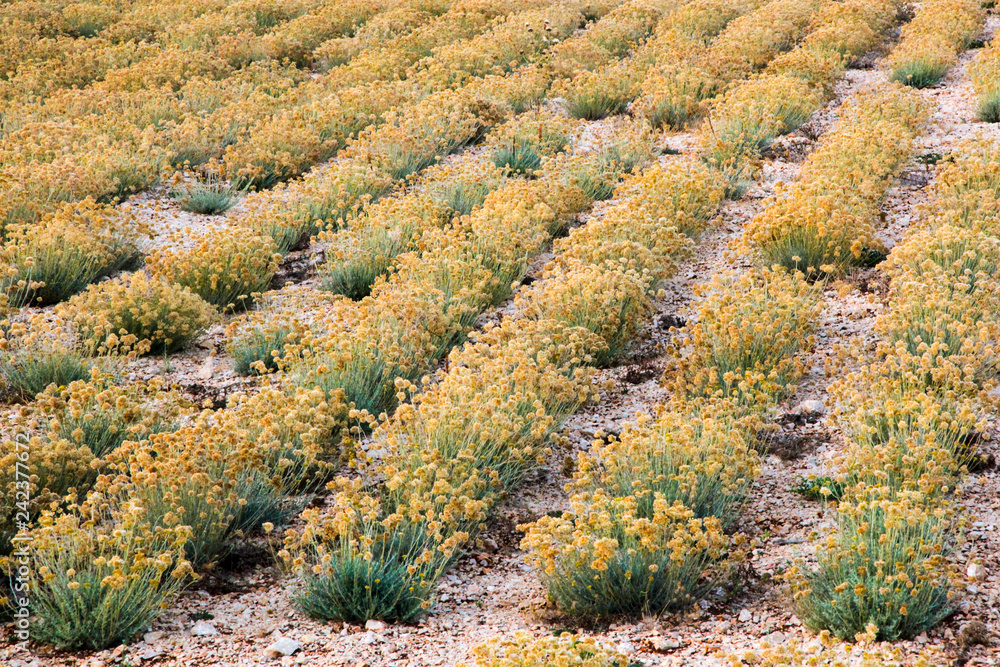 Immortelle, Helichrysum arenarium Immortelle, Helichrysum arenarium
