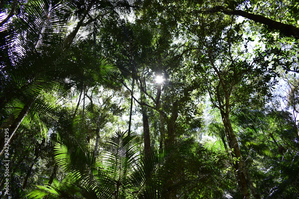 Obraz premium forest