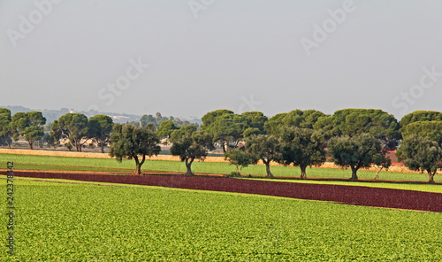 filari di olivi e pini e campi di insalata vicino a Bari photo