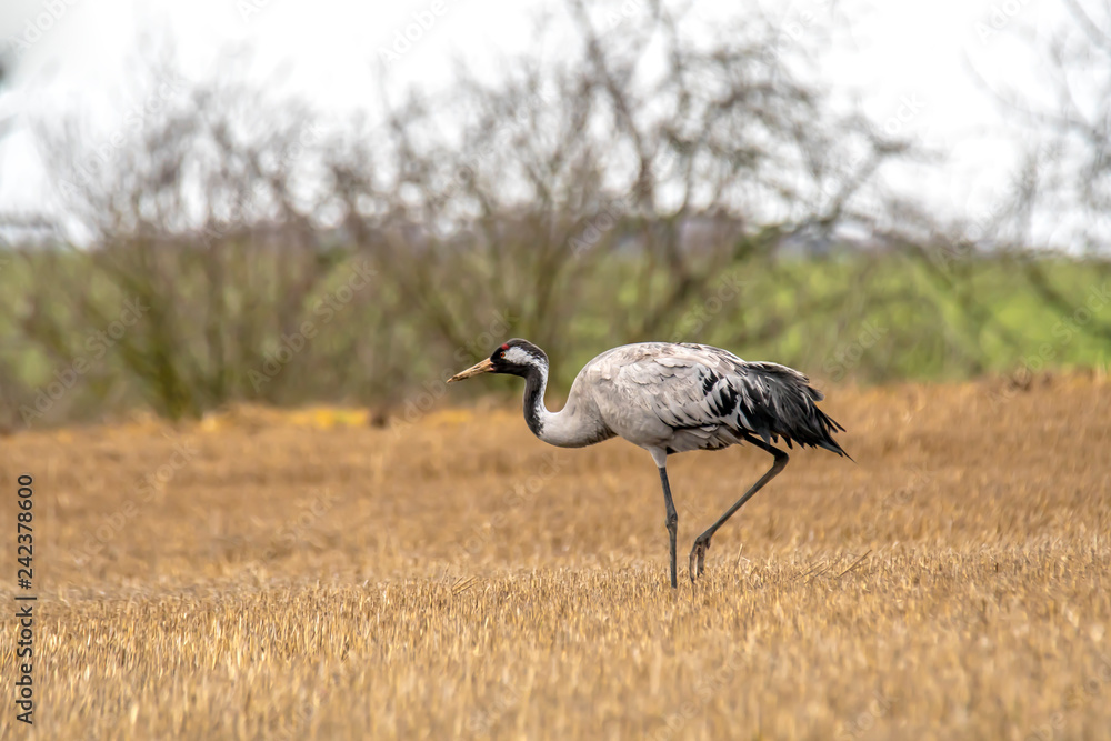 Obraz premium eurasian cranes land on a harvested korn field