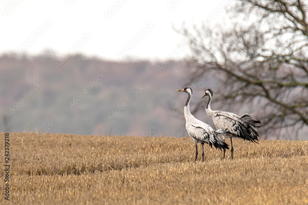 Obraz premium eurasian cranes land on a harvested korn field