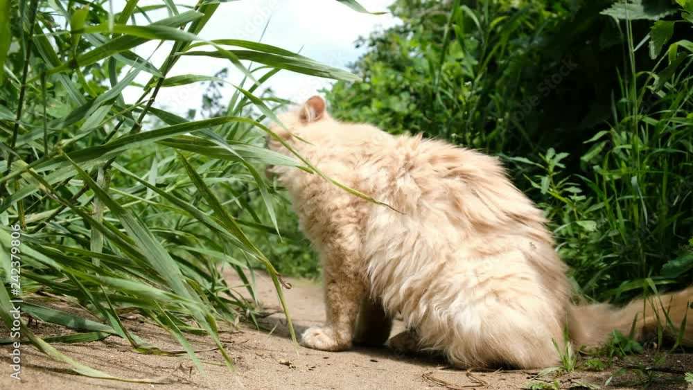 Beige cat sits on the sand and plays and eats grass in nature Beige cat sits on the sand and plays and eats grass in nature
