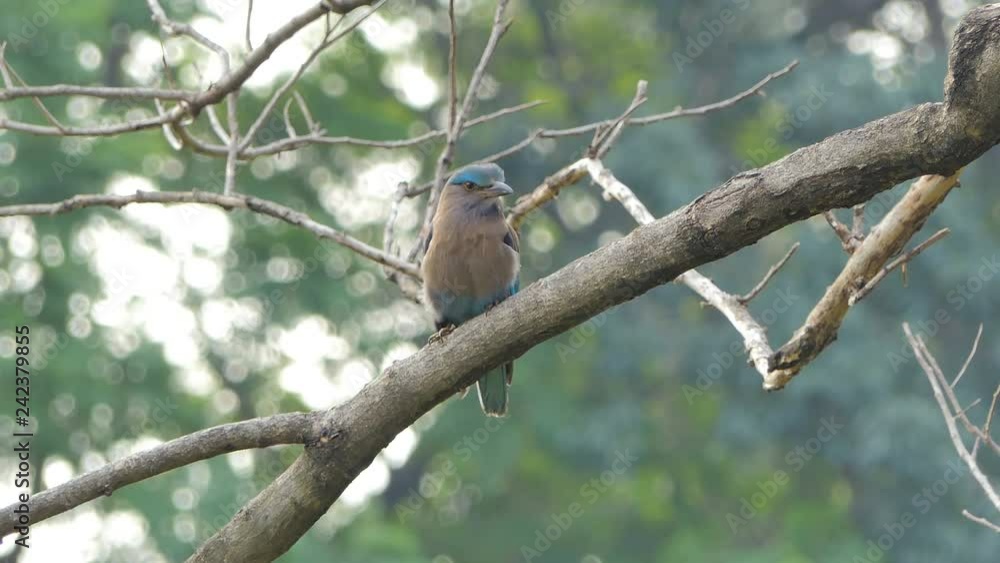 Indian roller bird (Coracias benghalensis) on branch in tropical rain forest. Indian roller bird (Coracias benghalensis) on branch in tropical rain forest.