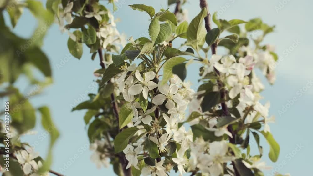 Blooming Fruit Tree. Blooming Fruit Tree.