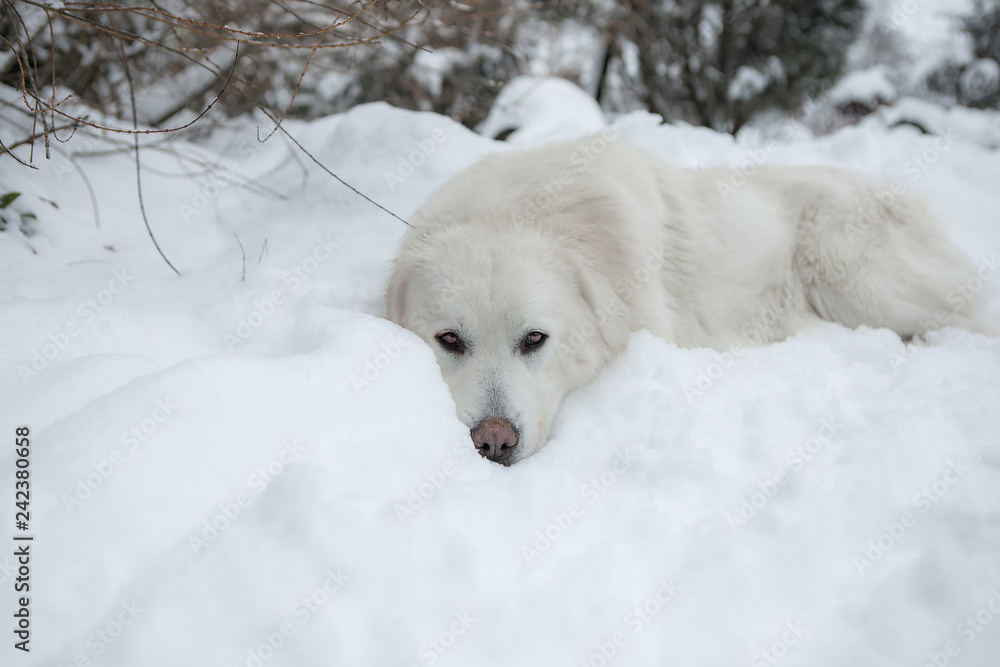 Young Tatra Shepherd Dog in winter snowy garden.