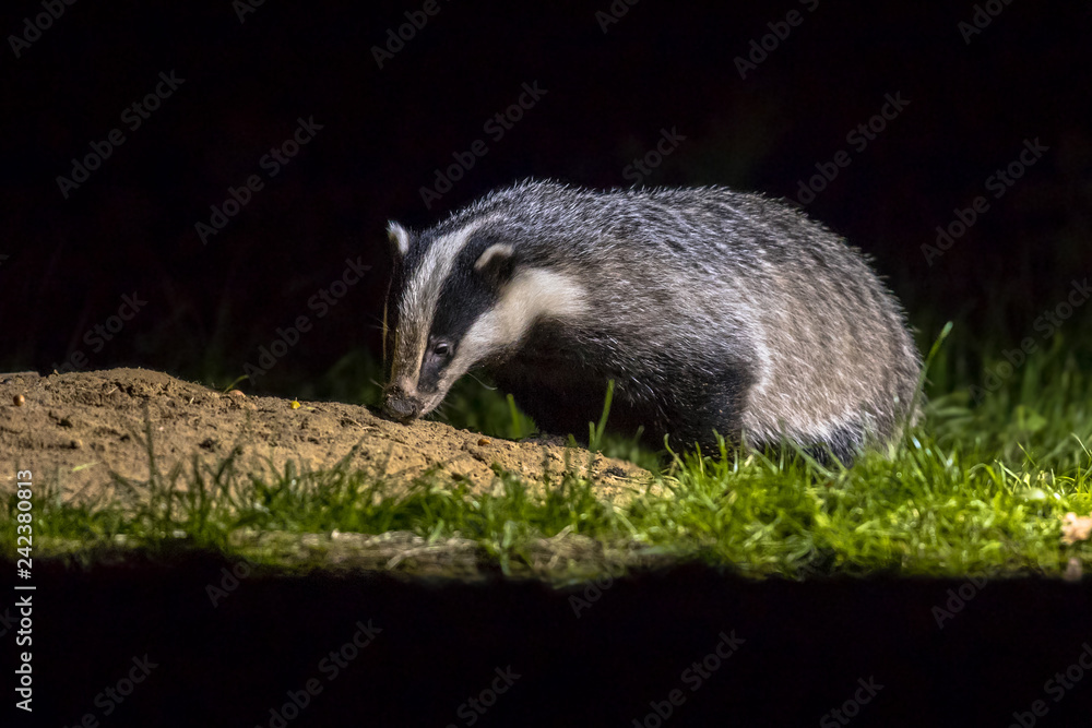 European badger foraging at sett European badger foraging at sett