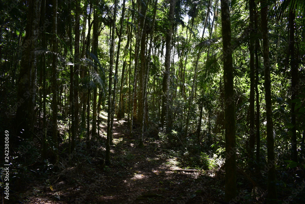 forest forest