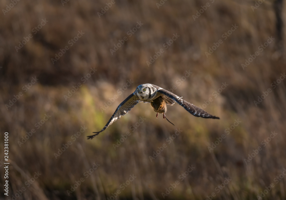 Flying hawk owl with water vole in its claws Flying hawk owl with water vole in its claws