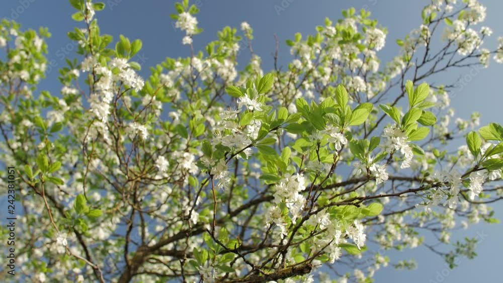 Blossoming tree of plum on background of blue sky. Branches of blossoming plum tree. Blossoming tree of plum on background of blue sky. Branches of blossoming plum tree.