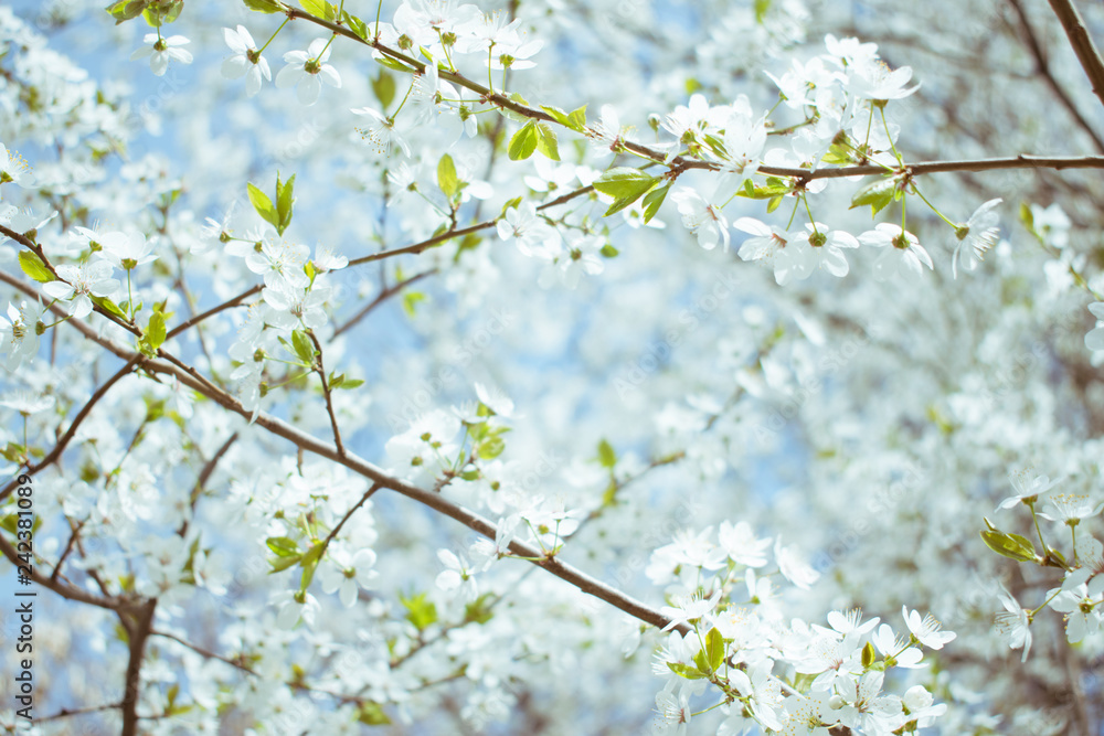 Fototapeta premium Spring background. Cherry Blossom trees, white Sakura flowers and green leaves on blue sky background