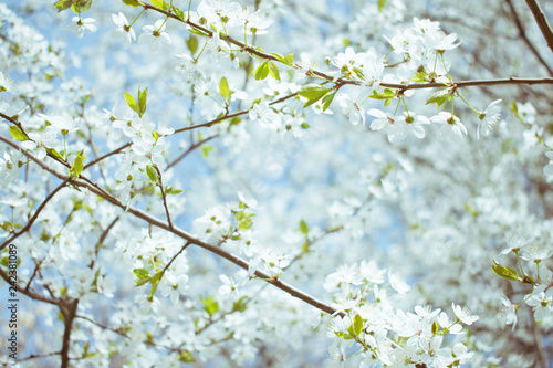 Spring background. Cherry Blossom trees, white Sakura flowers  and green leaves on blue sky background