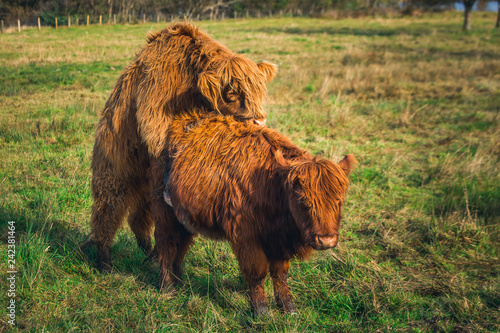 Scottish Highland Cow