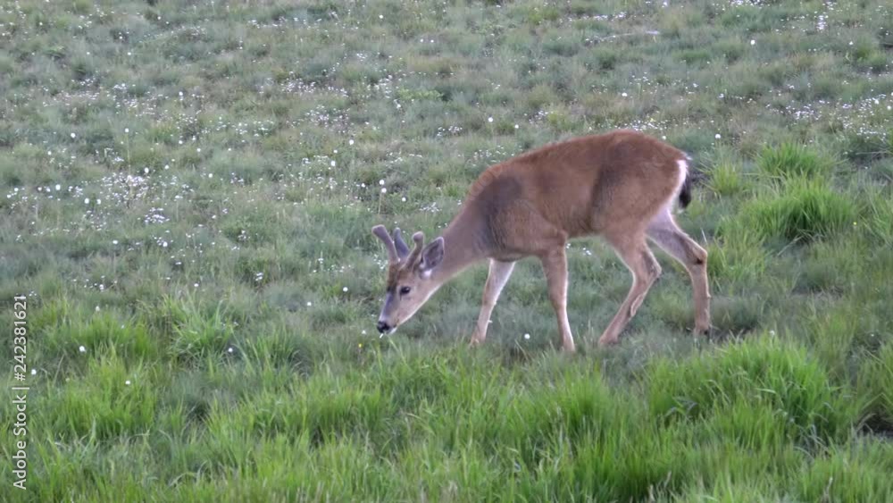 a young deer with velvet antlers grazing at hurricane ridge in the olympic national park of the us pacific northwest a young deer with velvet antlers grazing at hurricane ridge in the olympic national park of the us pacific northwest