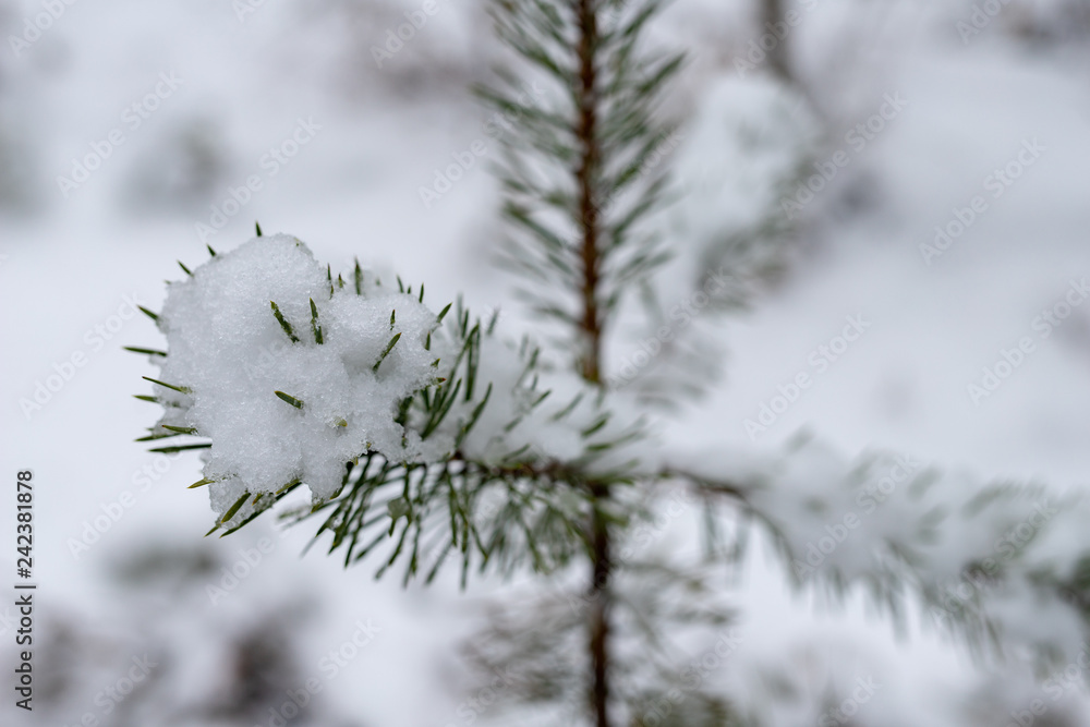 Small branches of a pine tree covered with snow. Fresh snow on the branches in the forest.