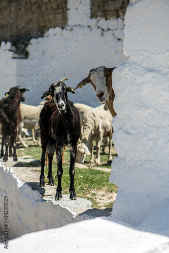 Herd of goats drinking water in a watering hole next to the castle of Sabiote in Andalucia, Spain