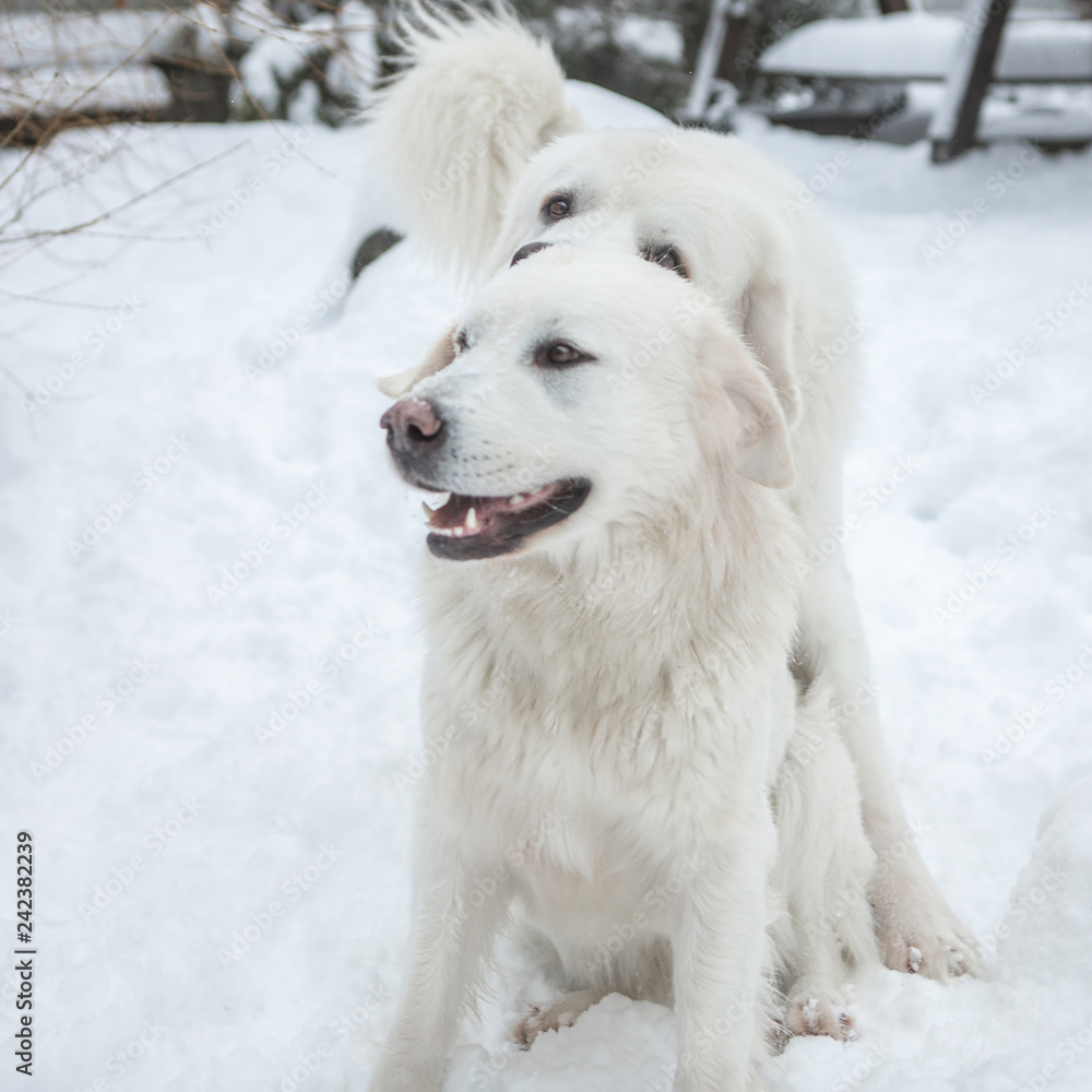 Young couple of Tatra Shepherd Dog in winter snowy garden. Young couple of Tatra Shepherd Dog in winter snowy garden.