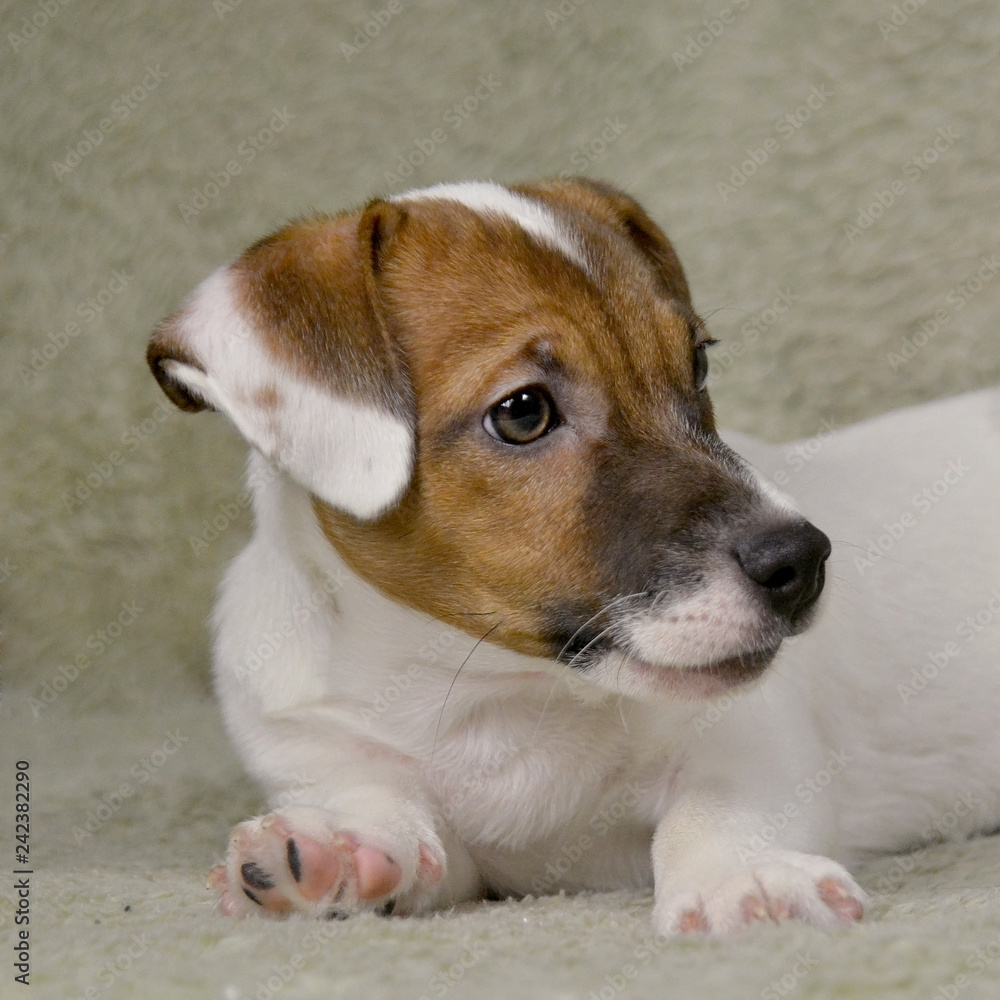 Jack Russell puppy of white-brown color sits on the bedspread.