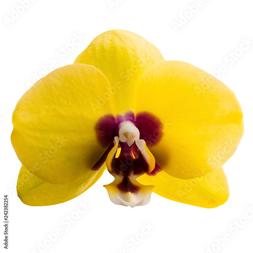 phalaenopsis yellow orchid flower isolated on white