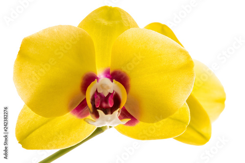 phalaenopsis yellow orchid flower isolated on white