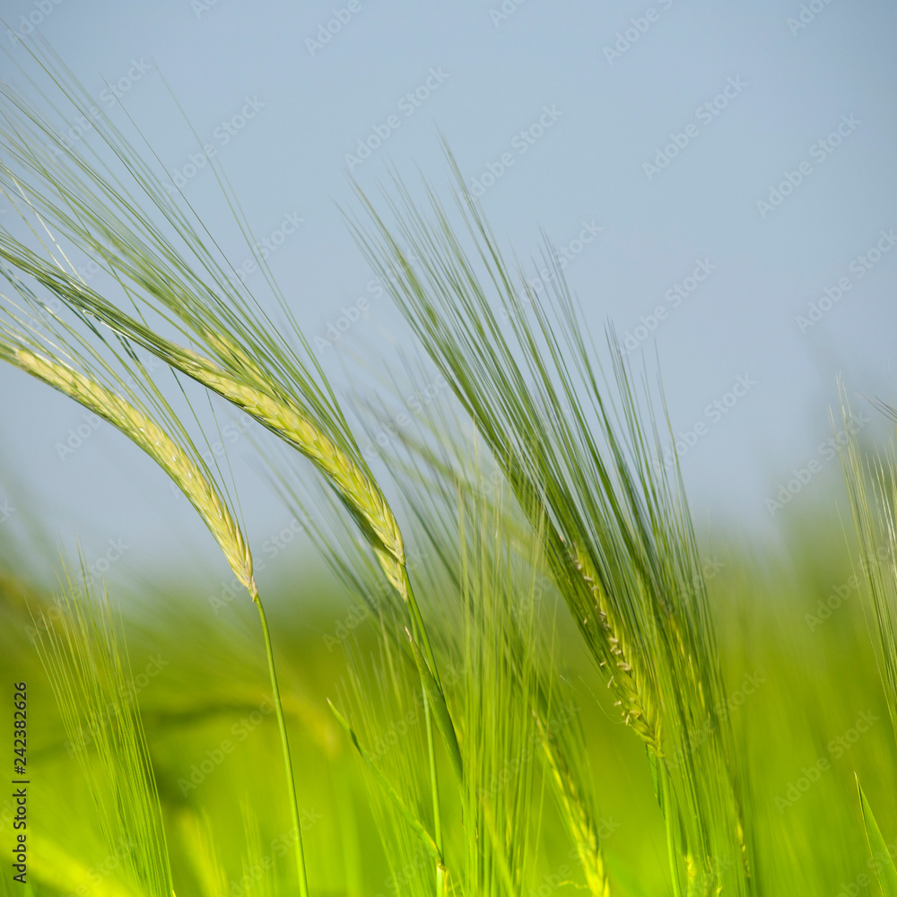 green wheat field green wheat field