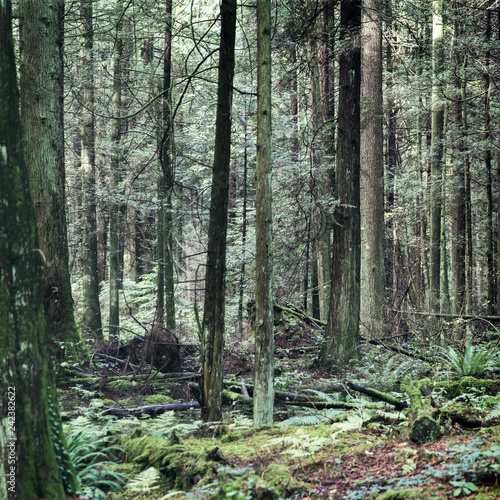 Pacific Spirit Park in the morning  Calm and stillness in the beautiful green forest