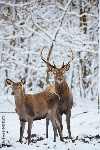 Female and Buck Red deer in the winter forest © Creaturart