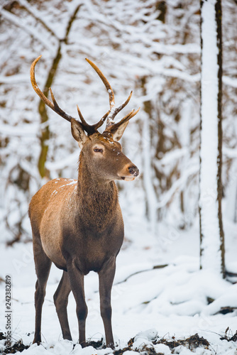 Red Deer Cervus elaphus buck in the winter forest