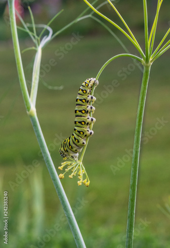 caterpillar in dill