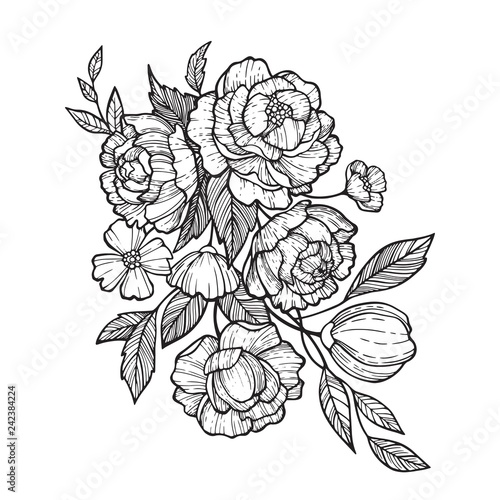 Sketch Floral Botany set. Peony,Fever few,Camellia, Narcissus,Daisy and leaf drawings. Black and white with line art on white background. Hand Drawn Illustrations.Vintage styles.