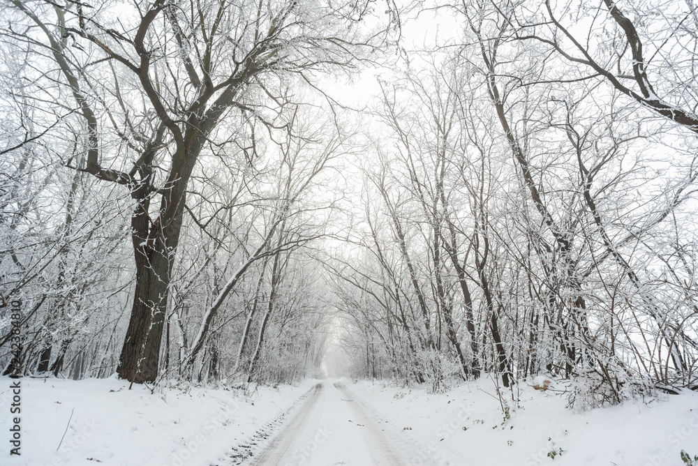 Road in snowy winter forest this is fairytale scene Road in snowy winter forest this is fairytale scene