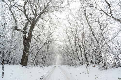 Road in snowy winter forest this is fairytale scene