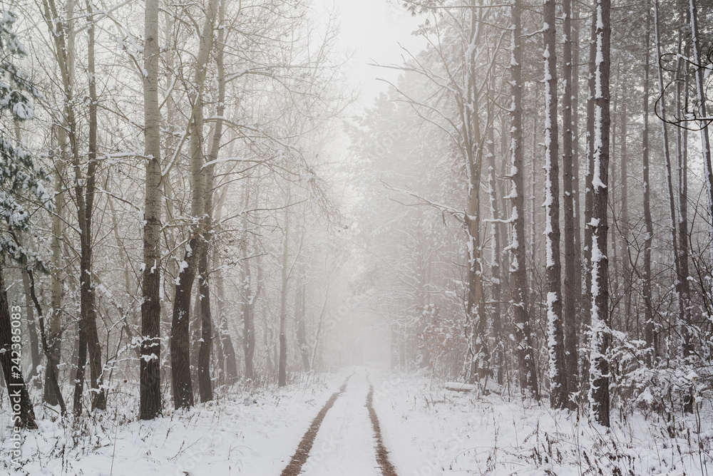 Obraz premium Road in snowy winter forest this is fairytale scene