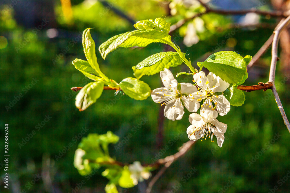 Beautiful white cherry blossom sakura flowers in spring time. Background with flowering cherry tree. Inspirational natural floral spring blooming garden or park. Colorful ecology nature landscape Beautiful white cherry blossom sakura flowers in spring time. Background with flowering cherry tree. Inspirational natural floral spring blooming garden or park. Colorful ecology nature landscape