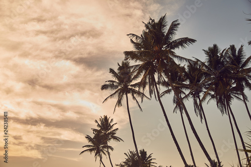Palm trees on beach. Beach in Sri Lanka. Indian ocean. Sunset. Silhouettes of palm trees © Dima Anikin