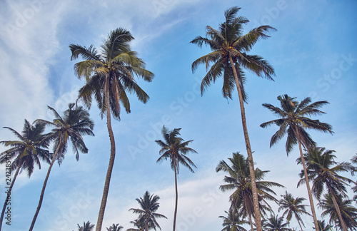Palm trees on beach. Beach in Sri Lanka. Indian ocean. Sunset
