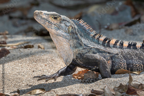 Black spiny-tailed iguana  Ctenosaura similis  portrait  Manuel Antonio National Park  Puntarenas  Costa Rica