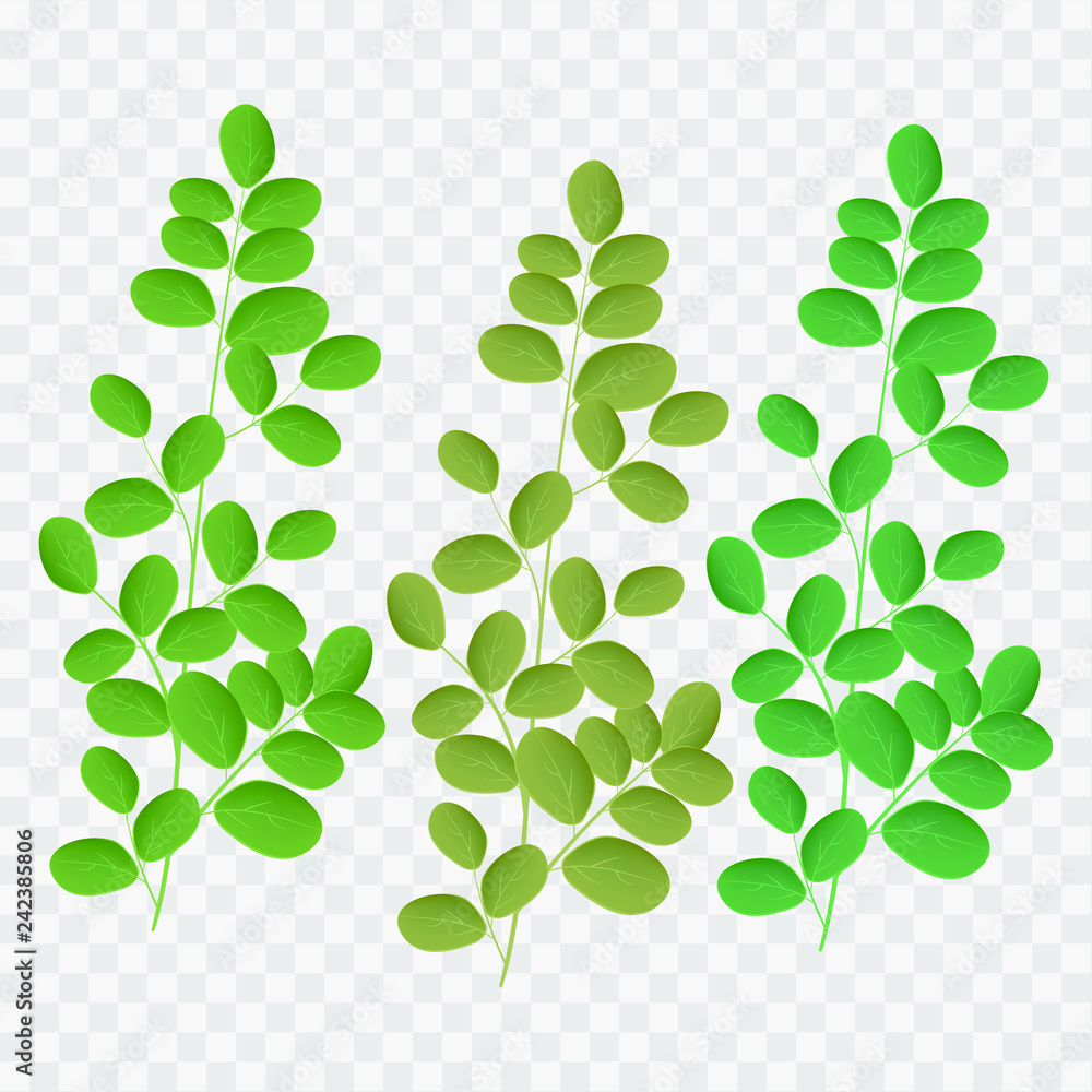 Moringa vector logo in flat style. Isolated object. Moringa medical fruit. Vector illustration. Moringa vector logo in flat style. Isolated object. Moringa medical fruit. Vector illustration.