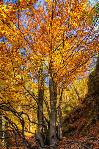 Tree in autumn colors, The Sulov Rocks National Nature Reserve, Slovakia, Europe.