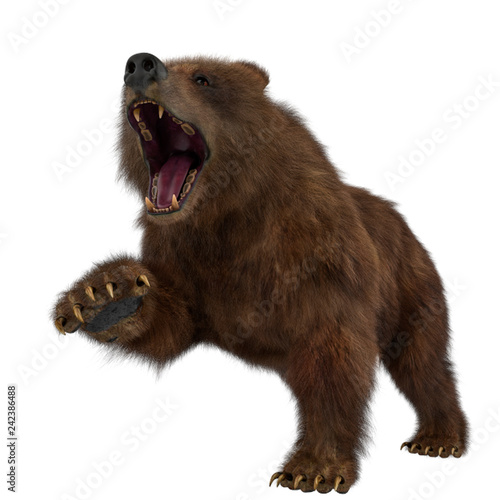 brown bear in a white background
