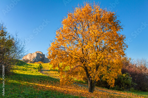 Tree in autumn colors near The Devin Castle, Slovakia, Europe.