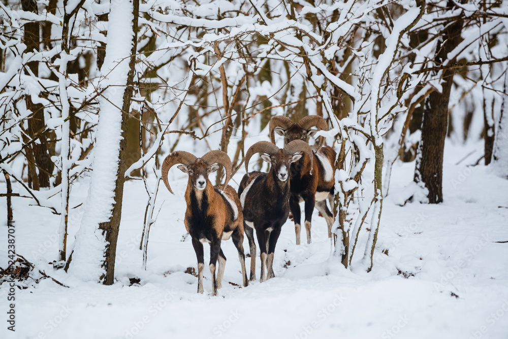 Group of mouflon ram in the winter forest Group of mouflon ram in the winter forest