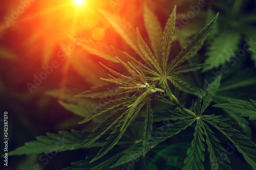  marijuana  background at sunset. bush cannabis. © Lumppini