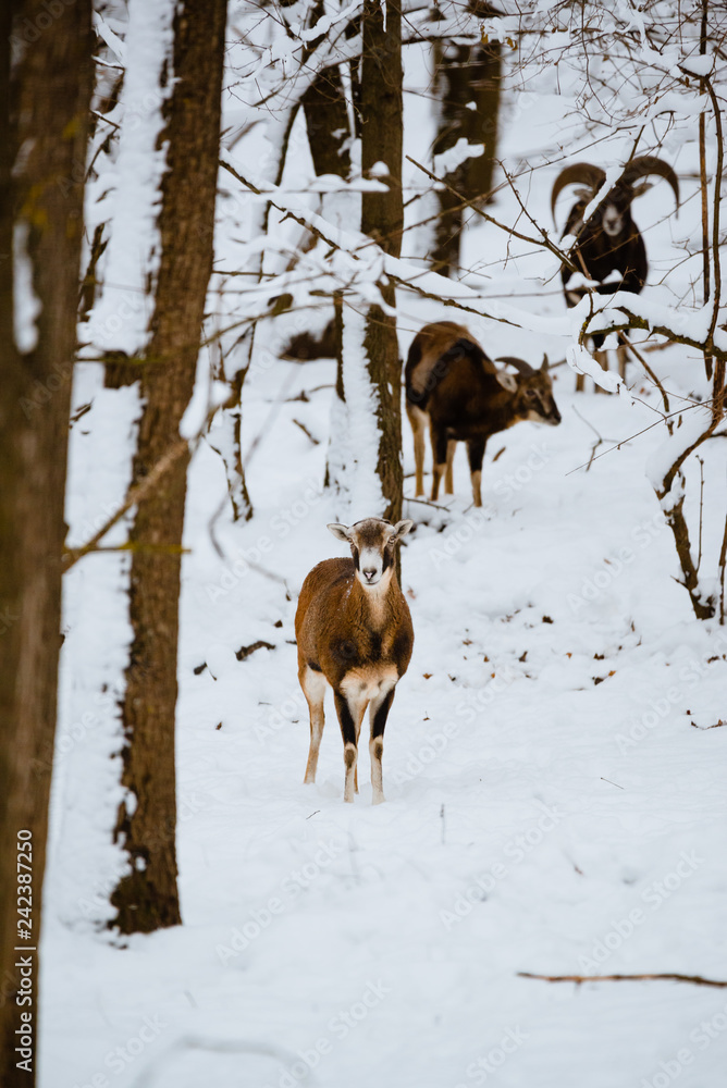 Female mouflon in winter forest Female mouflon in winter forest